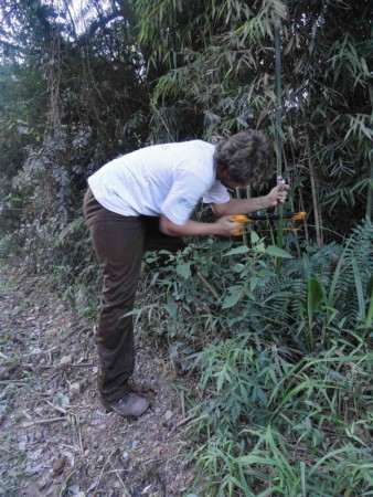 Colheita de taquara em Campo Largo - Pr